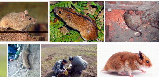 关于鼠类活动的规律|灭鼠|康雅杀虫|老鼠防治