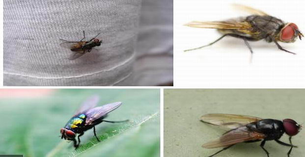 苍蝇防治常用方法|灭蝇|康雅杀虫|广州除四害