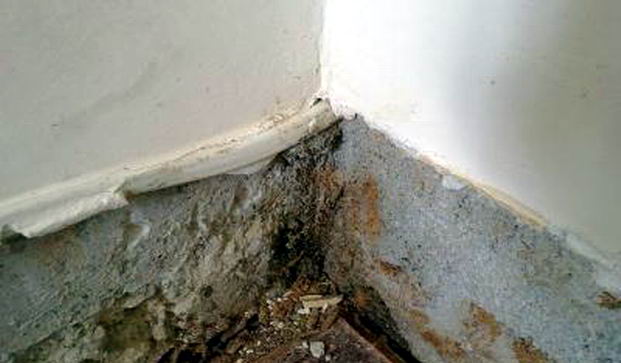 你家的墙壁检查白蚁了吗|灭白蚁|康雅杀虫