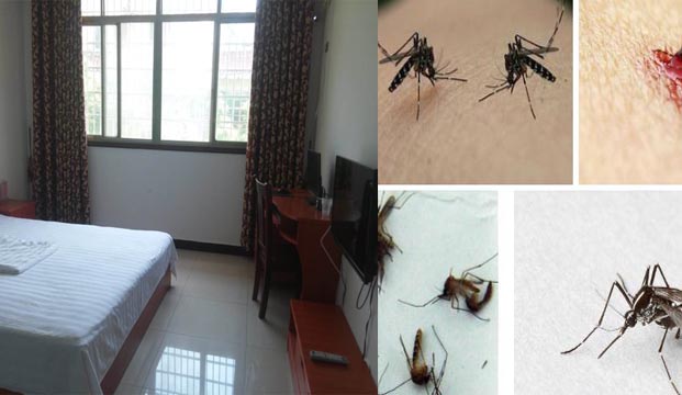 被蚊子叮后竟面部麻痹|灭蚊|广州灭蚊