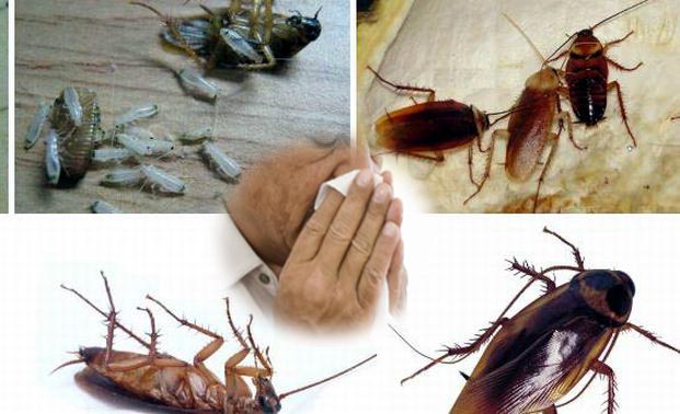  入秋谨防蟑螂引起鼻炎|灭蟑|康雅杀虫|蟑螂防治