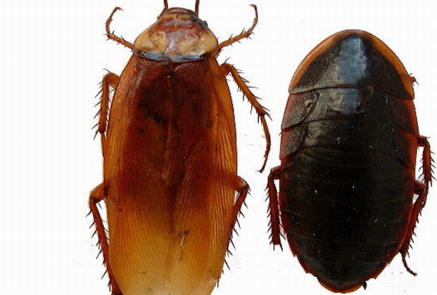 家居如何预防蟑螂|灭蟑|预防蟑螂|广州灭蟑