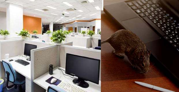 办公室如何灭鼠|灭鼠|杀虫灭鼠