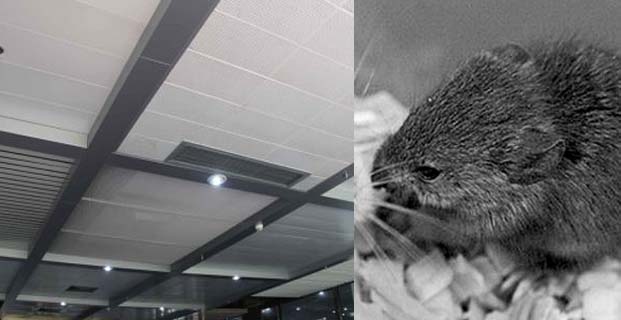 天花板上的老鼠防治工作|灭鼠|老鼠防治|广州灭鼠