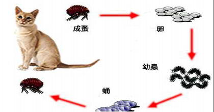 家居防治跳蚤简单方法|杀虫公司|跳蚤防治|灭跳蚤|广州灭虫