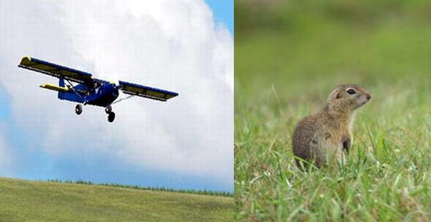  内蒙牧场飞机灭鼠|鼠害防治|灭鼠