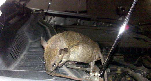 老鼠进车导致发动机报废|康雅杀虫|灭鼠|广州灭鼠