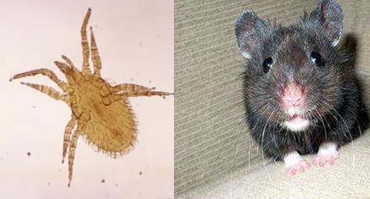 老鼠活动引起的革螨问题|灭老鼠|灭虫|广州灭虫