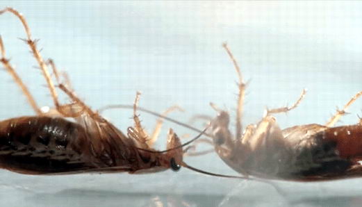 为什么蟑螂尸体总是肚子朝天|灭蟑|广州灭蟑