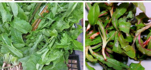 切勿食用小区绿化里的野菜|康雅杀虫|广州杀虫