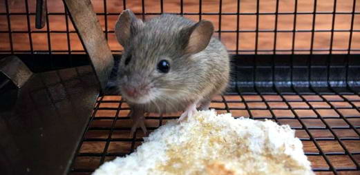 农贸市场老鼠防治要点|灭鼠|康雅杀虫|广州灭鼠