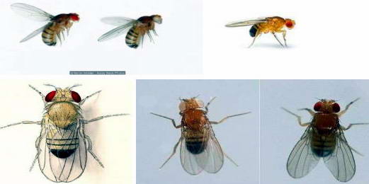 关于夏季防治果蝇|康雅杀虫|广州灭虫