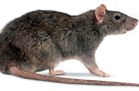 对于鼠患，重在预防|康雅杀虫|灭鼠|广州灭鼠|老鼠防治