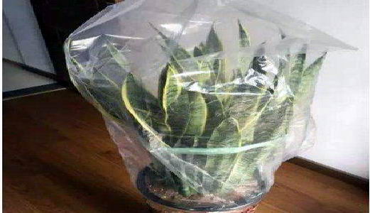  塑料袋的妙用|康雅杀虫|广州灭虫