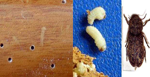 家居木材中粉蠹的防治|康雅杀虫|广州杀虫
