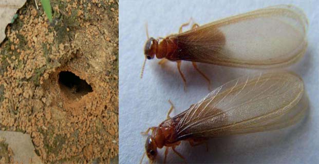 堤坝上的带翅白蚁如何灭治|康雅杀虫|白蚁防治|广州灭白蚁