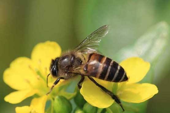  杀虫剂对蜜蜂的影响|杀虫