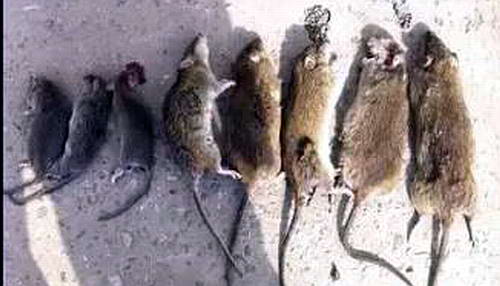  赣州全民灭鼠活动后续|灭鼠|老鼠防治|广州灭鼠