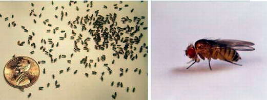 关于果蝇的繁殖周期