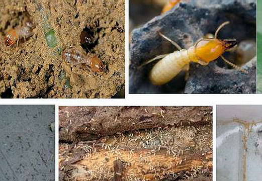 黄胸散白蚁可单性繁殖|广州白蚁防治