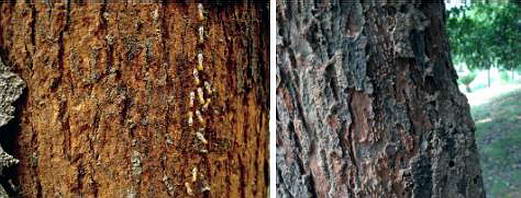 香樟树对白蚁的诱惑|康雅杀虫|白蚁防治|广州白蚁防治