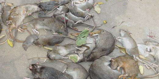   老鼠的习性你了解多少|康雅杀虫|广州灭鼠