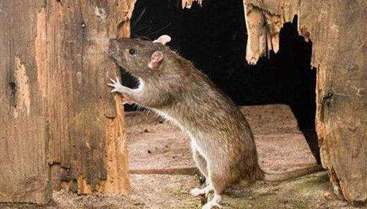  瑞典灭鼠女专家|灭鼠|广州灭鼠