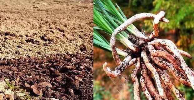  花草种植料的灭虫处理|杀虫|广州杀虫