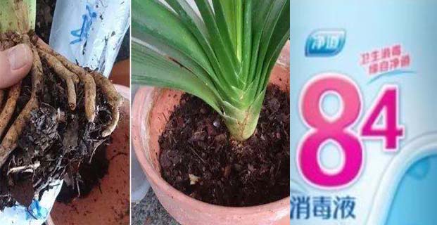   84消毒液能用于花草土壤吗|康雅消毒杀虫|广州消毒