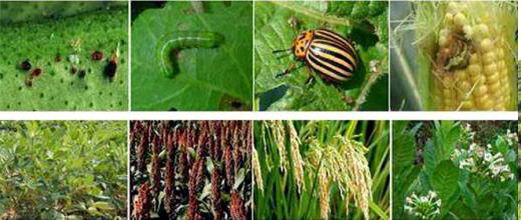 新型生物杀虫剂获得英国批准使用|杀虫|广州杀虫