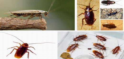 几种常见蟑螂的生存特点|康雅杀虫|广州灭蟑