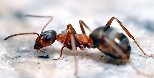 对付蚂蚁的常用方法|杀虫公司|广州杀虫