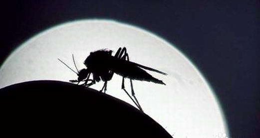 气温下降，仍要当心蚊子 |康雅杀虫|广州灭蚊