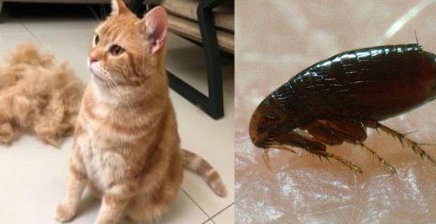  猫身上出现跳蚤的症状|康雅杀虫|广州杀虫