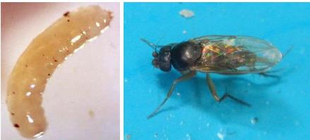 什么是蚤蝇|广州杀虫