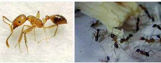 室内常见害虫-小黄家蚁|广州杀虫