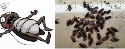 如何防止蟑螂进入房间|康雅杀虫|广州灭蟑