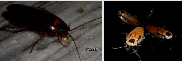  蟑螂在黑暗环境中视觉|广州灭蟑