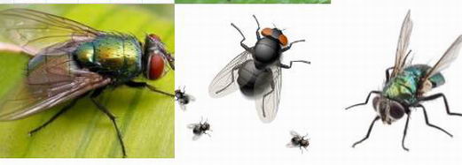 苍蝇的寿命和繁殖速度|康雅杀虫|广州杀虫