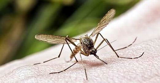 拍打蚊子竟能感染真菌|广州灭蚊