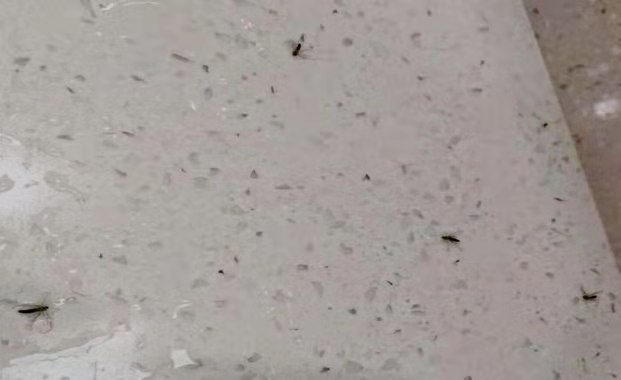 广州康雅杀虫公司