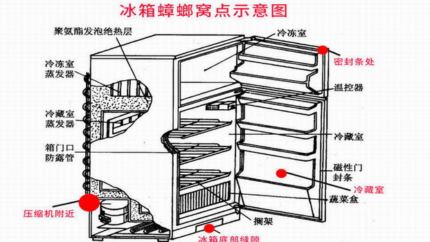 广州灭蟑公司