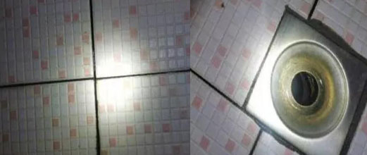 广州杀虫公司
