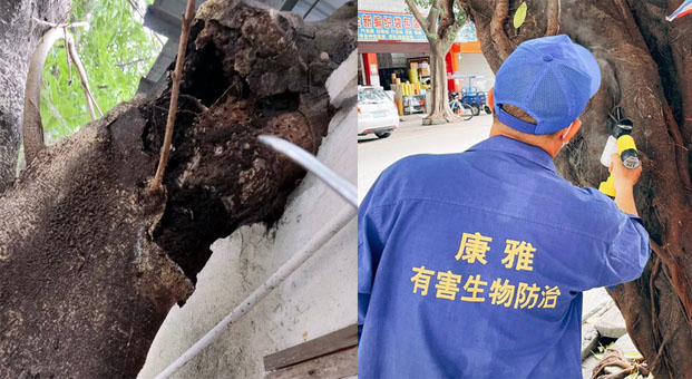 广州白蚁防治