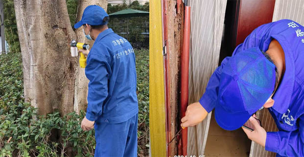 广州白蚁防治服务