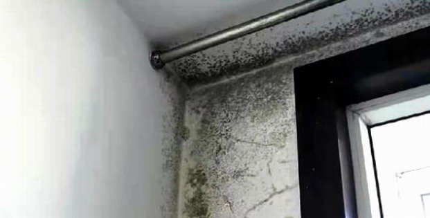 广州消毒杀虫服务