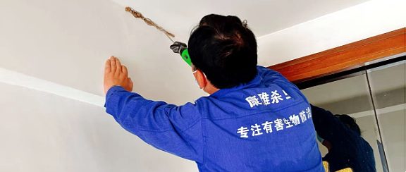 广州白蚁防治服务 广州白蚁防治服务