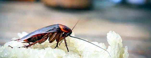 广州灭蟑螂服务