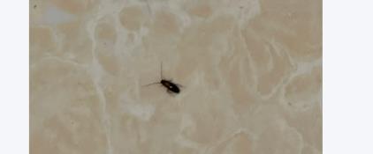 广州灭蟑螂服务