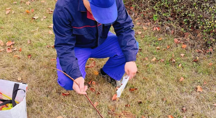 广州灭红火蚁服务